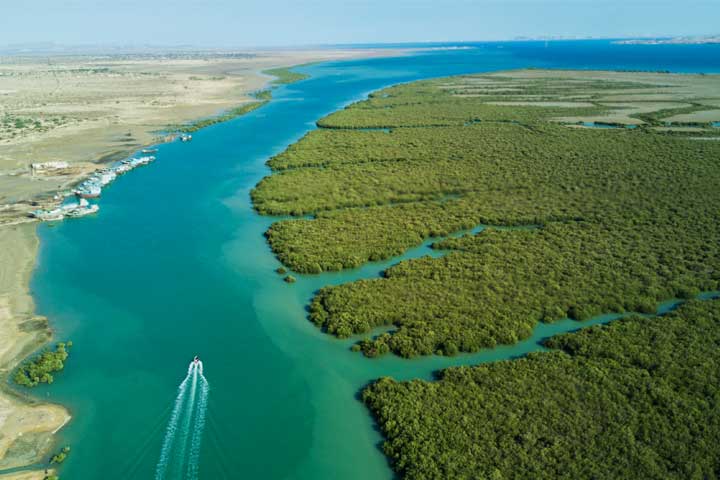 جنگل های حرا