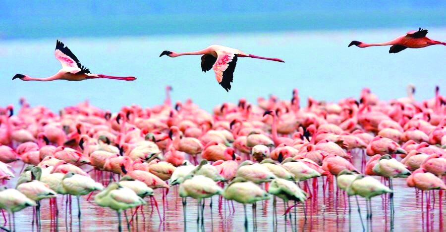 تالاب میانکاله