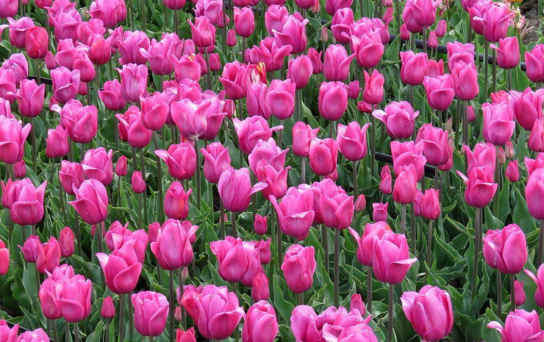 دشت لاله استان البرز